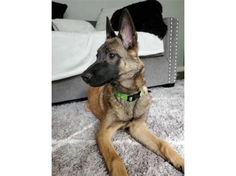 Buy or adopt belgian malinois - Adopted animals are not able to go to their new home until spay and neuter surgery has been done. Adoptions are first come first serve, and no appointment or application is …